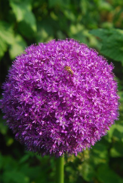 Natur im Garten | Garten-Betrachtungen
