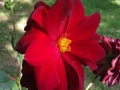20140818_160550_800_x_600.jpg