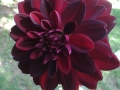 20140818_160602_800_x_600.jpg