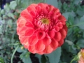 20140903_165548_800_x_600.jpg