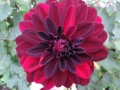 20140904_161648_800_x_600.jpg