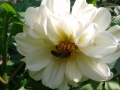 20140905_134431_1024_x_768.jpg