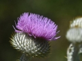 DSC_2656_800_x_600