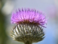 DSC_2665_800_x_600