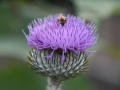 DSC_2666_800_x_600