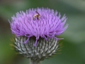 DSC_2668_800_x_600