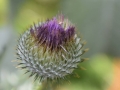 DSC_2673_800_x_600