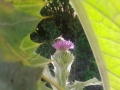 20150801_103103_(1024_x_768)