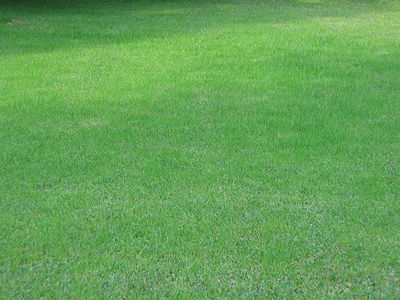 Rasen versus Blumenwiese GartenBetrachtungen